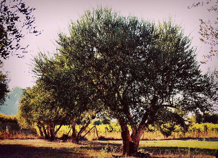 greece, green, landscape, olive tree, orchard, trees, winter, HD wallpaper