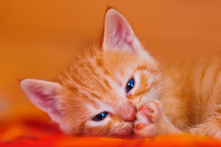 orange tabby kitten, Cute, tired, portrait, face, head, paw, bed