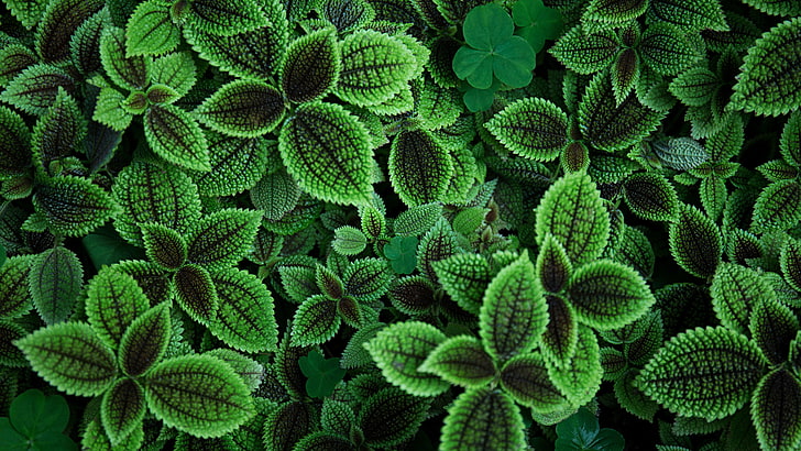 green-leafed plant, photography, plants, leaves, green color, HD wallpaper