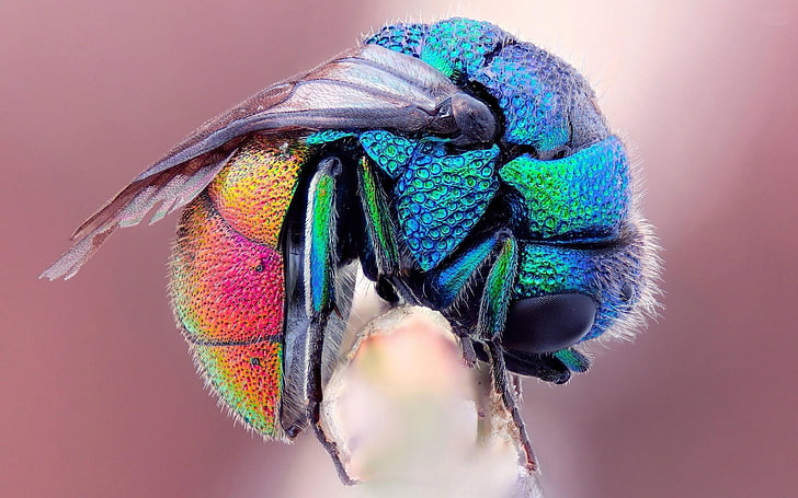 animals, insect, colorful, studio shot, close-up, multi colored, HD wallpaper