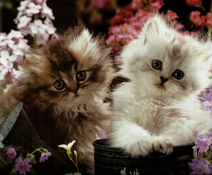 Two Kittens In A Flowerpot, two kittens, feline, water can, flowers, HD wallpaper