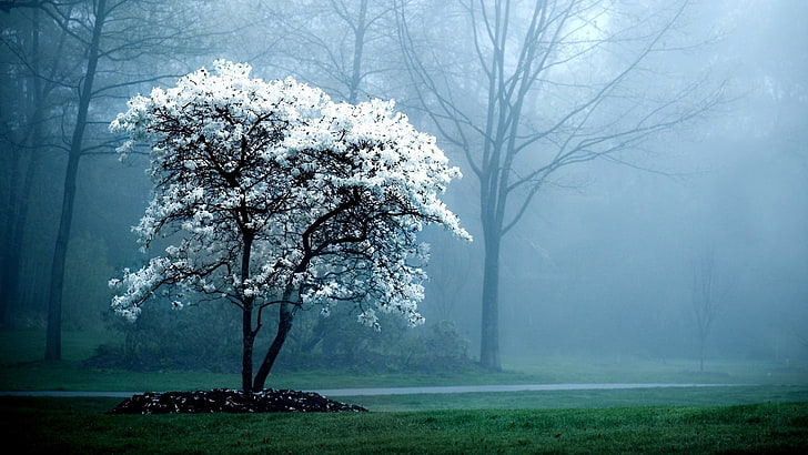 white leafed tree, nature, trees, mist, blossoms, spring, fog, HD wallpaper