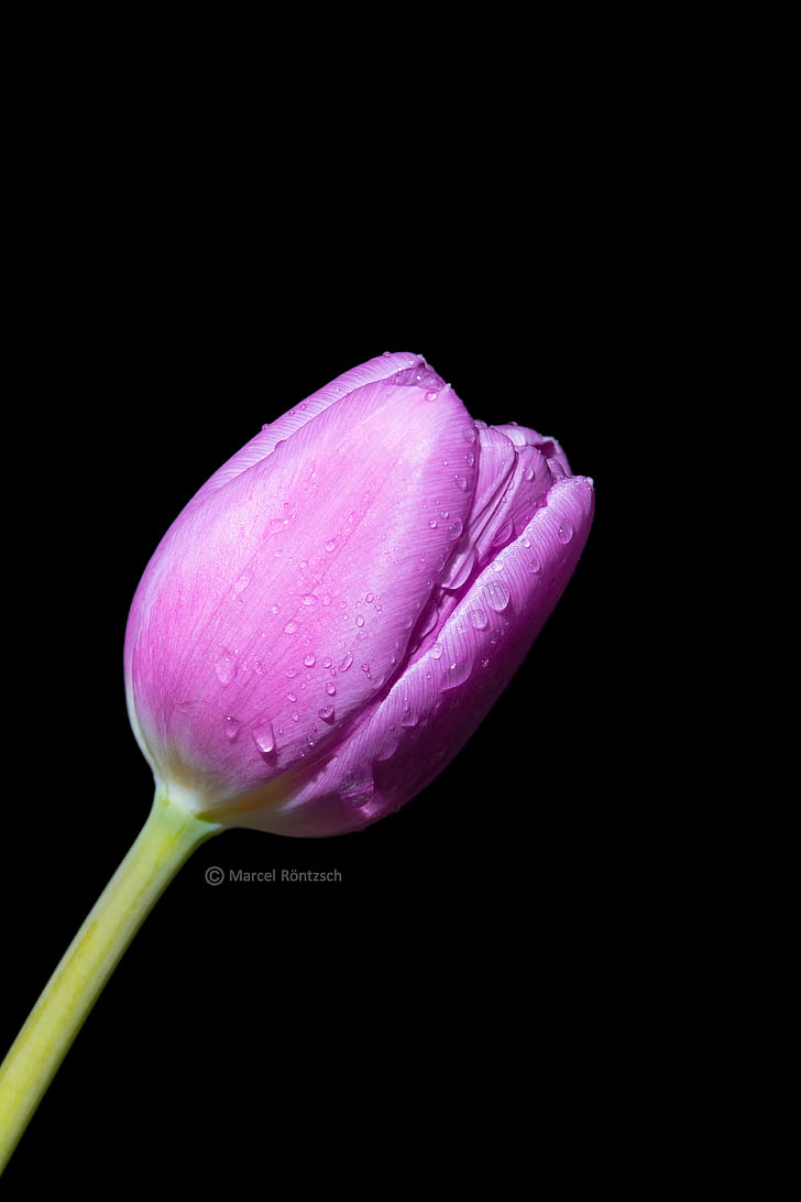 close up photography of unbloom purple Tulip flower, tulip, water drop