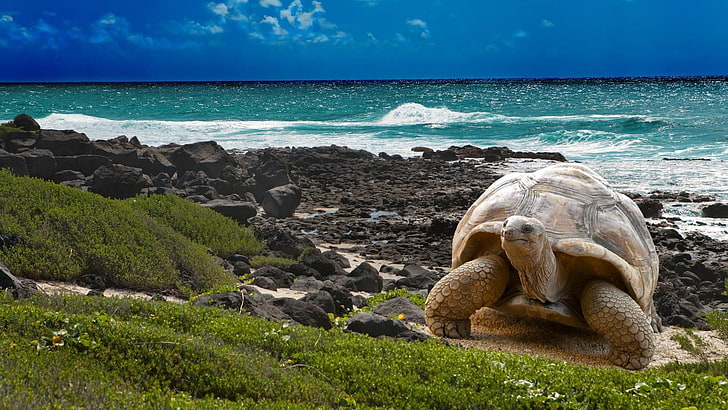 galapagos islands, giant turtle, coastline, stones, waves, blue sky
