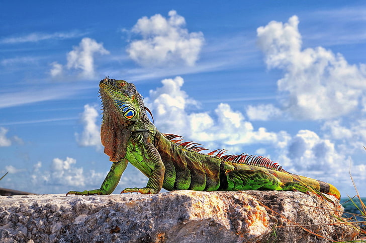 animals, happy, lizard, reptile, sky, cloud - sky, animal themes, HD wallpaper