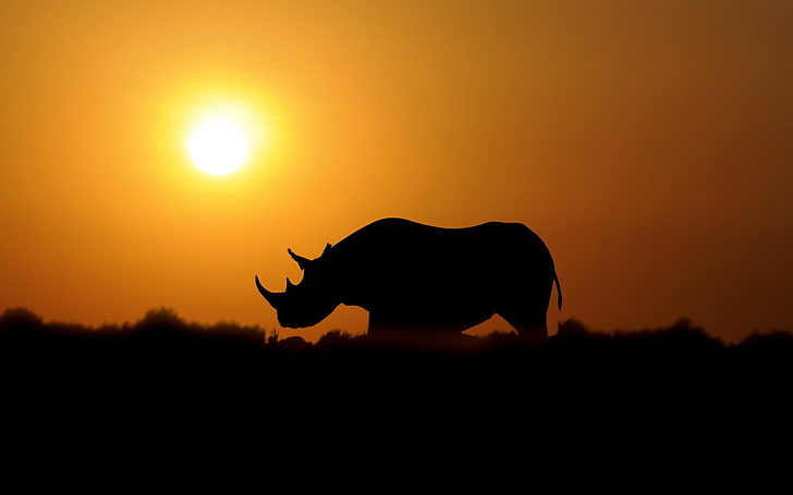 Rhino Sunset, silhouette photo of rhinoceros, Animals, dark, sky, HD wallpaper
