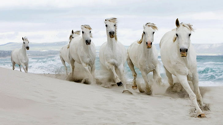 HD wallpaper: Horse Beach Sand Run HD, animals | Wallpaper Flare