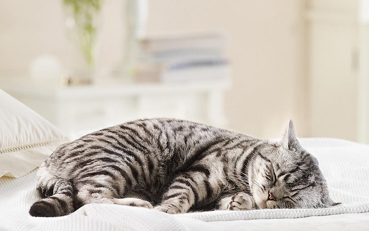 silver tabby cat, sleeping, animals, relaxation, one animal, pets