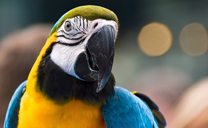 Parrot Ara Ararauna 2, blue-and-yellow macaw, Animals, Birds