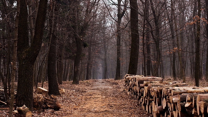 pile of firewood, nature, landscape, trees, forest, path, fall