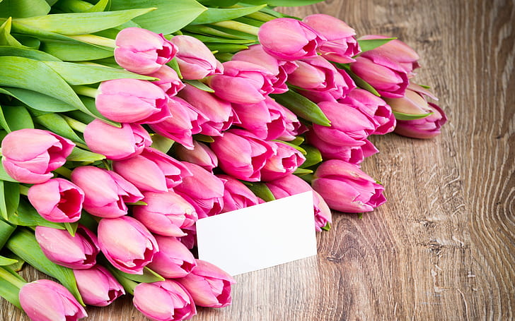 Pink flowers, tulips, bouquet, HD wallpaper