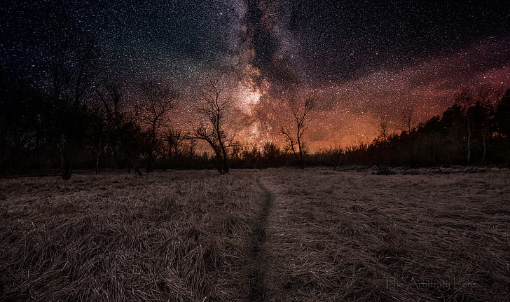 stars, forest, landscape, nightscape, Milky Way, trees, path