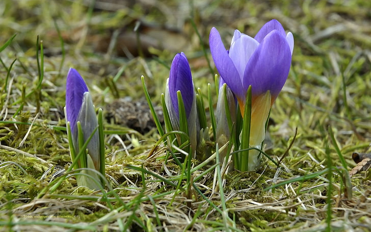 three purple flowers, crocuses, primroses, spring, grass, nature, HD wallpaper