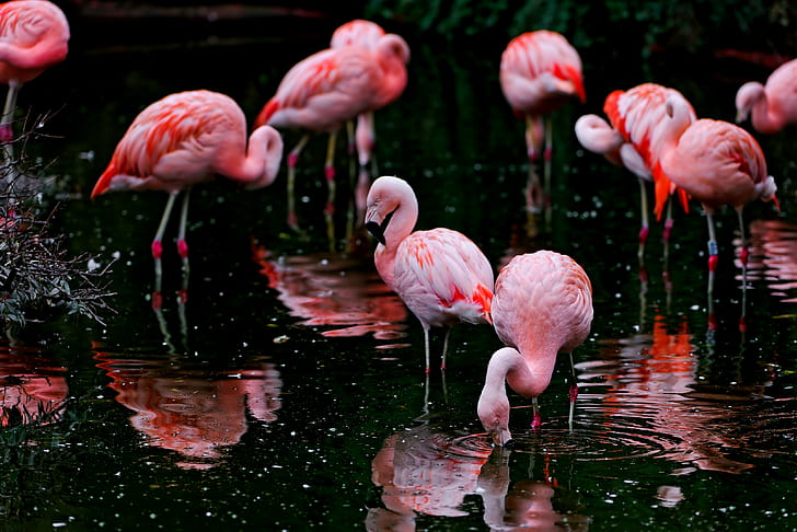 Flamingo flock, flamingoes, flamingoes, black, pink, birds, water