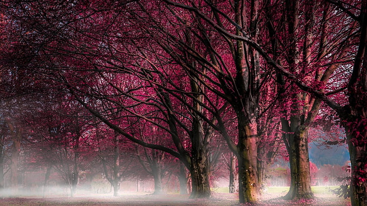 pink trees, forest, mist, nature, landscape, plant, beauty in nature, HD wallpaper