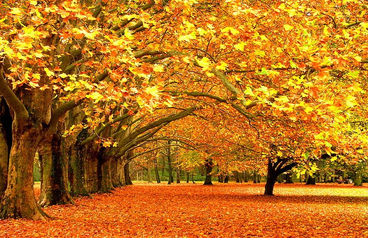 brown trees, leaves, Park, foliage, falling leaves, forest trees, HD wallpaper