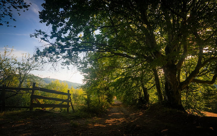 landscape, nature, dirt road, trees, shadow, path, fence, foliage