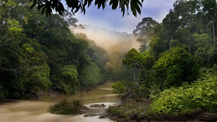 Jungle Forest River Mist Fog Trees HD, nature, HD wallpaper