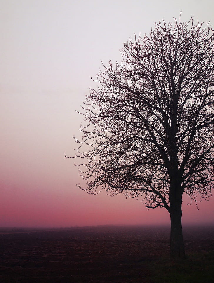 silhouette photo of leafless tree, Directions, sunset, horizon