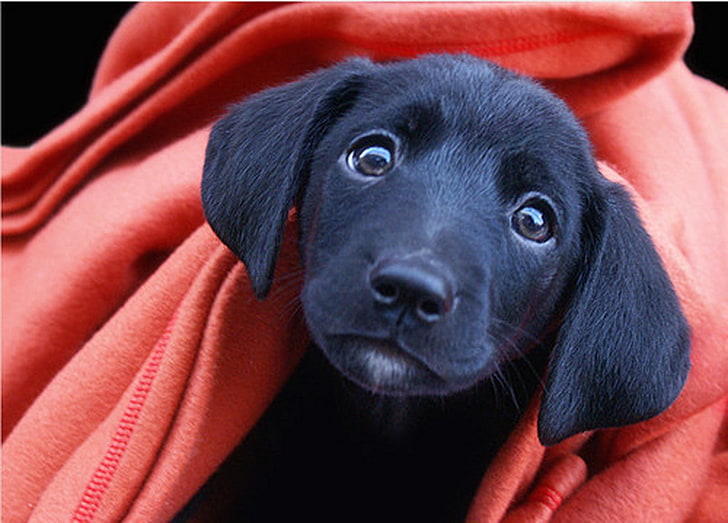 HD wallpaper: Black Lab Puppy, black Labrador retriever puppy, Animals, puppies  wallpapers | Wallpaper Flare