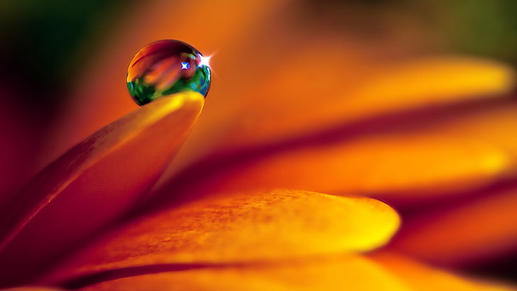 orange petaled flower and dew drop, petals, flowers, macro, water drops