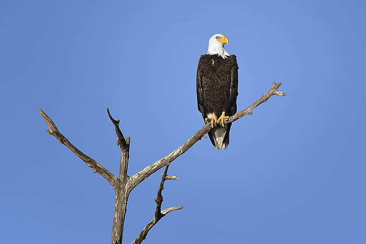 Bald eagle perching on the tree branch in daytime photo, wildlife management area, punta gorda, florida, wildlife management area, punta gorda, florida, HD wallpaper