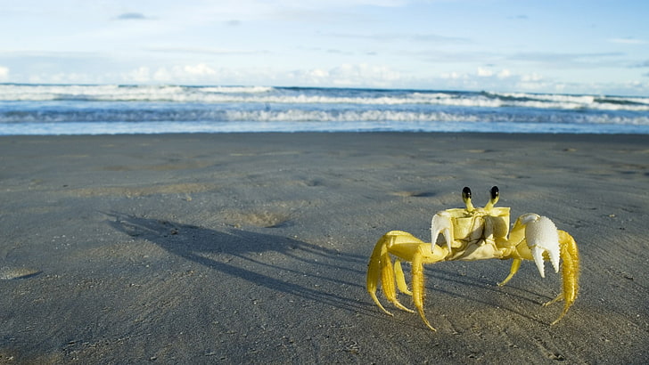 crabs, beach, crustaceans, sea, land, sand, water, sky, horizon over water, HD wallpaper