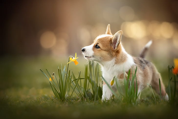 dog, spring, puppy