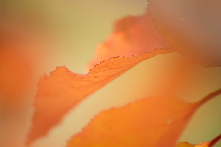 close-up photography of maple leaf, Précision, fall, orange, HD wallpaper