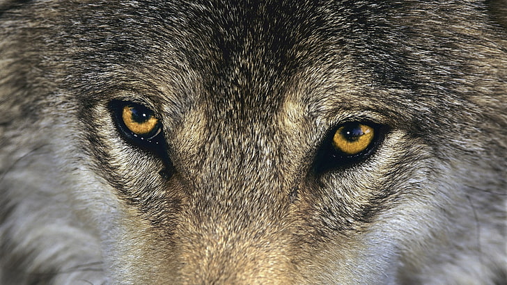 Wolf Eyes Images  Free Download on Freepik