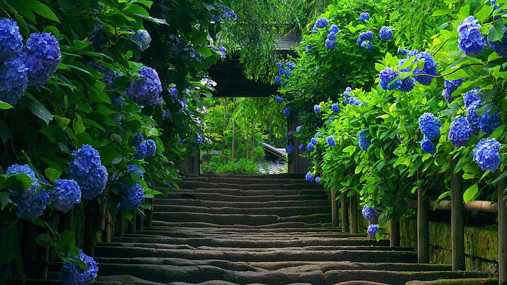 flower, blue, plant, flowering plant, hydrangea, flora, hydrangeaceae, HD wallpaper