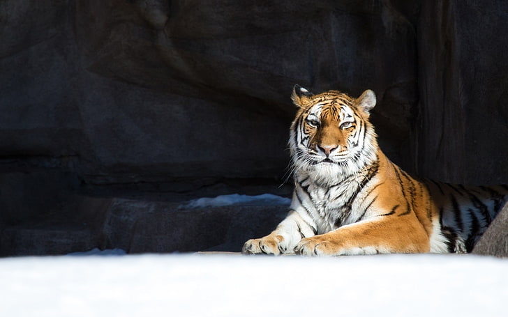 tiger, snow, animals, feline, mammal, cat, animal wildlife, HD wallpaper