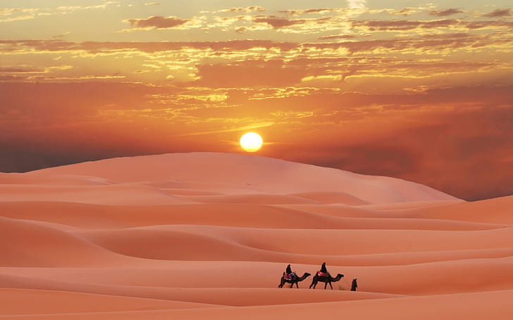 HD wallpaper: Sahara Desert Morocco Berber Sunset Camel Sand 2560×1600 |  Wallpaper Flare