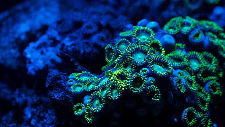 coral reef, stony coral, marine biology, underwater, HD wallpaper