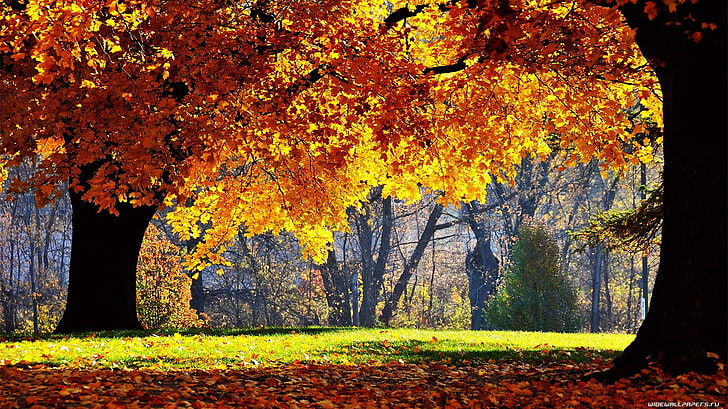 autumn leaf tree, fall, trees, nature, yellow, season, forest, HD wallpaper