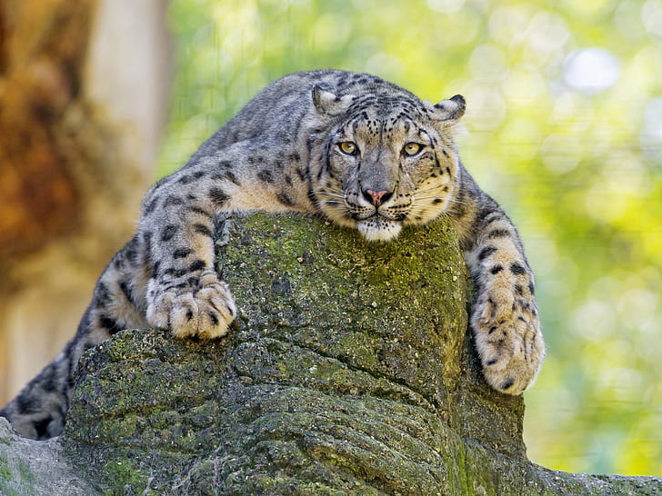 HD wallpaper: Snow Leopard, big cat