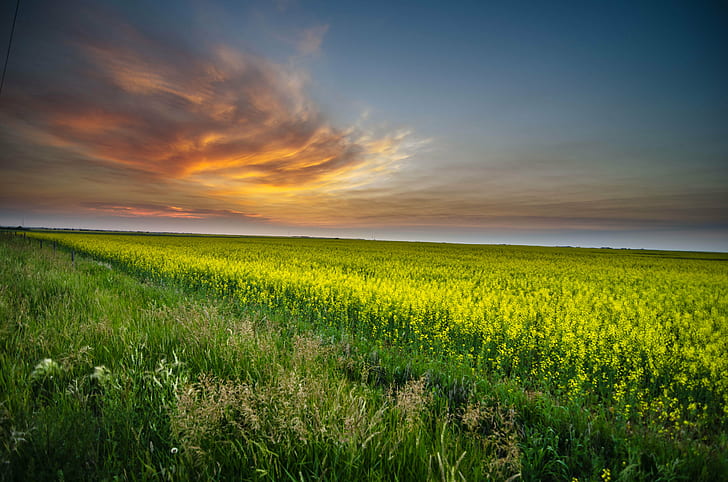 green field during sunset, Mustard, Farm, clouds, HDR, nature, HD wallpaper