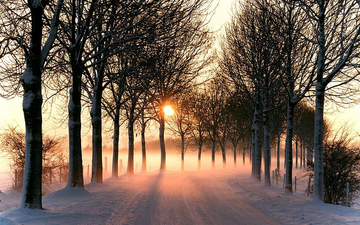 photography, nature, plants, landscape, road, snow, winter