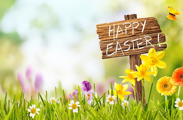 the sky, grass, the sun, flowers, basket, spring, Easter, daffodils, HD wallpaper