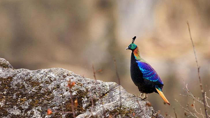 bird, pheasant, Nepal, Sagarmatha national Park, Himalayan monal