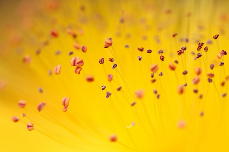 macro photography of yellow flower pollen, nature, plant, petal, HD wallpaper