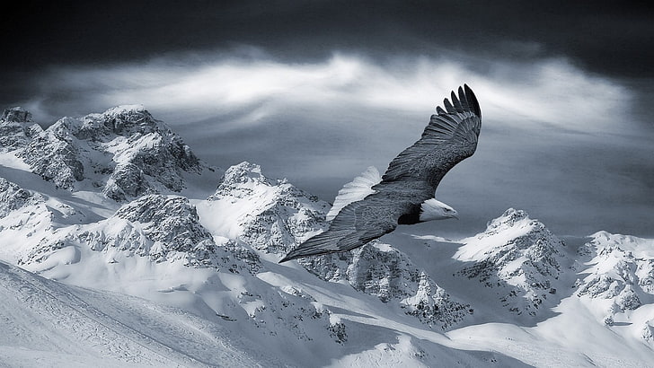 black and white bald eagle, mountains, snow, animals, nature
