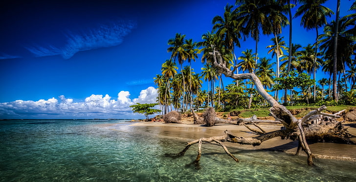 tropics, palm trees, the ocean, coast, snag, The Atlantic ocean, HD wallpaper
