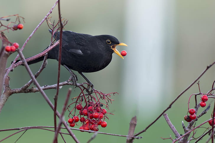 high speed photography of black small beak bird perching on twig while eating cherry, kos, kos