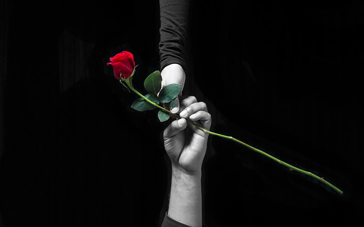grayscale photo of two people holding rose, hands, love, selective coloring