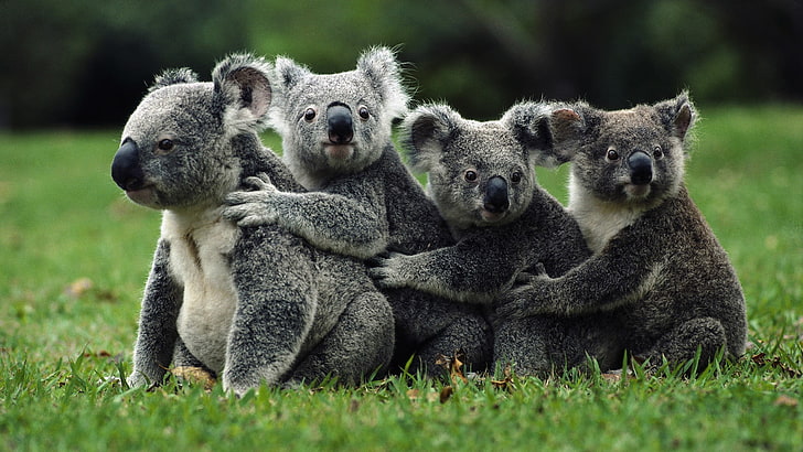 four gray koala bears, nature, koalas, animals, field, grass, HD wallpaper