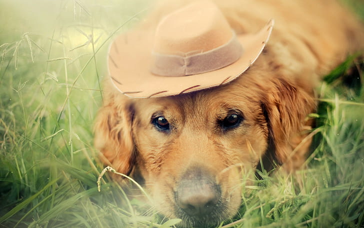 dog, animals, hat, grass, Labrador Retriever
