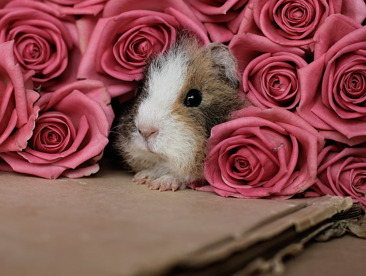 brown and white guinea pig, pink, peep, rodent, cute, animal, HD wallpaper