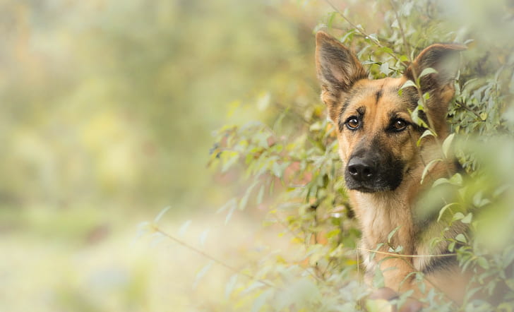dog, German Shepherd