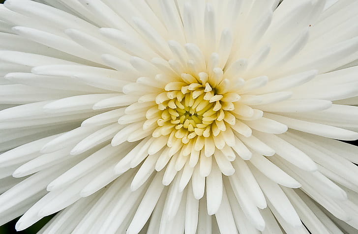 white chrysanthemum on focus photography, Flowers, nature, petal, HD wallpaper